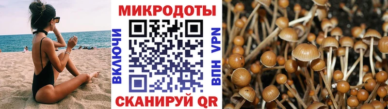 Купить  Добрянка  Псилоцибиновые грибы Cubensis 